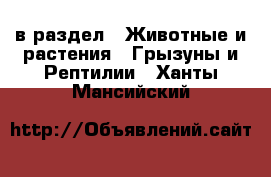  в раздел : Животные и растения » Грызуны и Рептилии . Ханты-Мансийский